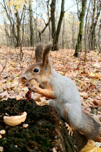 istock Hungry squirrel in close-up nibbles a nut on a stump 1962566282