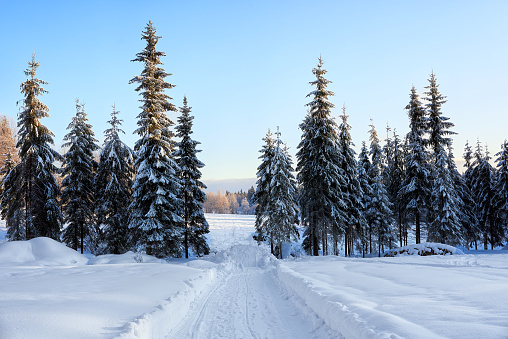 Dead-end winter road among snowdrifts and snow-covered fir trees. Karelia, beautiful view.