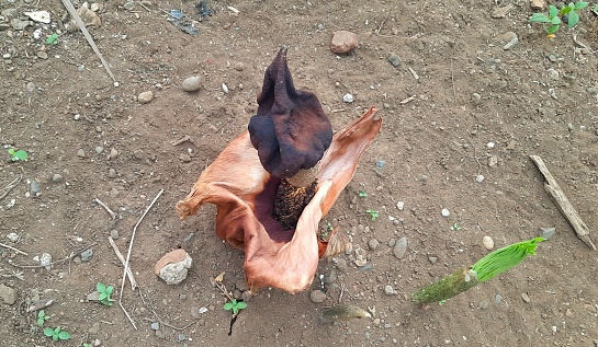 Suweg or Amorphophallus paeoniifolius, is a tuber plant and is closely related to the giant corpse flower and iles-iles.