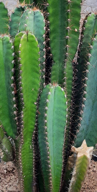 istock Cactaceae or natural green cactus in the garden. 1962578961
