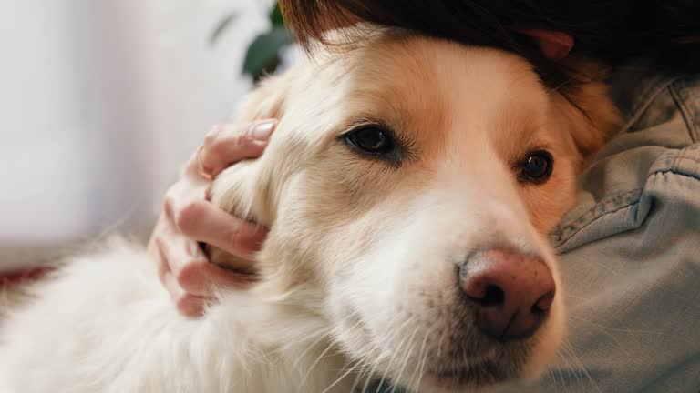 Hug, love and hands with dog in a house for bonding, support or protection. Animal, trust and caring person embrace pet Labrador puppy at home with comfort, relax and care while chilling together