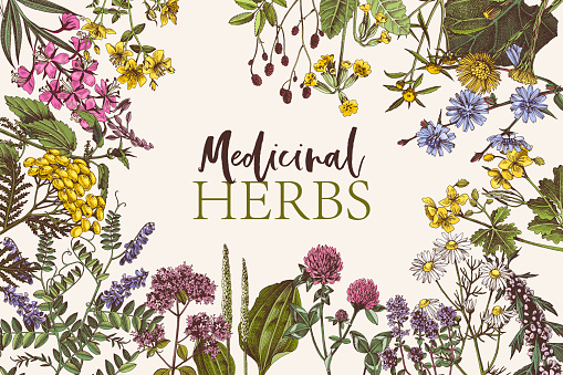 Hand drawn card with medicinal herbs. Highly detailed vector illustration in retro style. Healing plants background