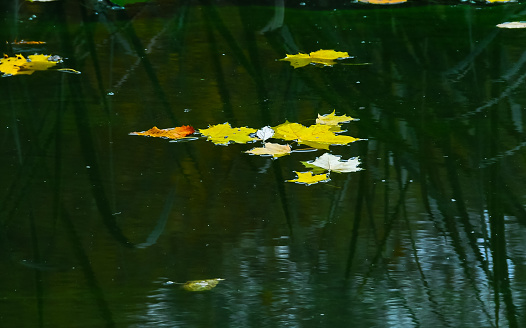 Yellow leaves in autumn on the surface of the water in the lake, Uman
