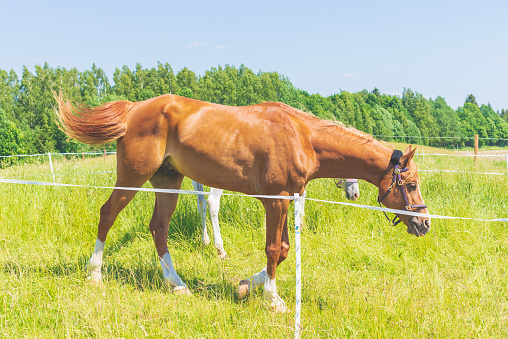 Two Brown horses at a farm.Brown Horse standing on a green summer Field.Forest background.