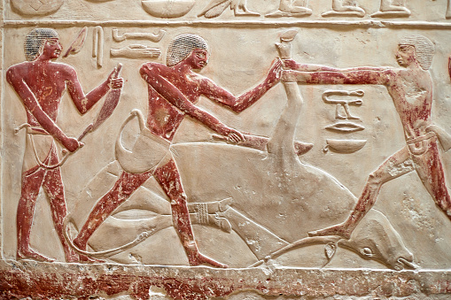 Three men performing ritual sacrifice of a  bound calf, V Dynasty mastaba of princess Idut, Saqqara, Egypt