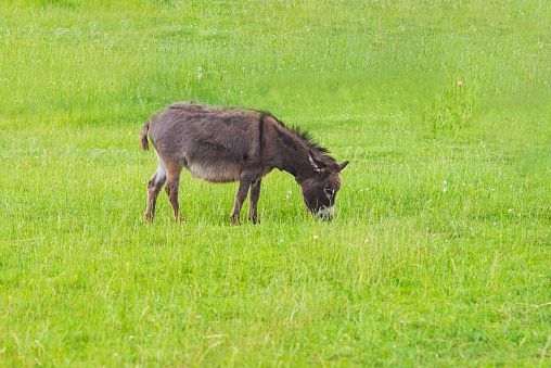 Gray brown donkey grazing on rural village meadow on summer day.copy space.Green summer background.