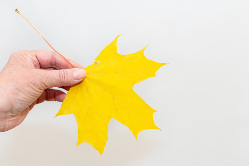 Middle aged woman hand holding yellow maple leaf on white gray background.Closeup.Copy space.