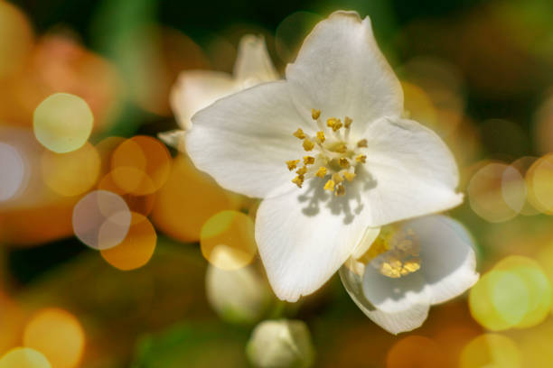 jasmine flowers spring flower on green sunny bokeh background