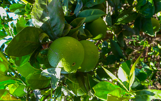 Green oranges on an orange tree with leaves in Gozo island, Malta