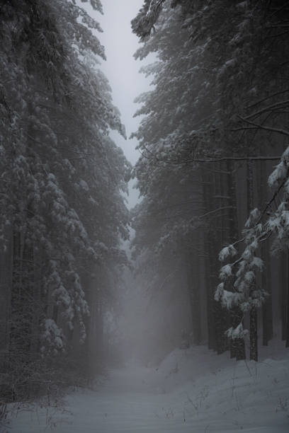 Winter Road in the Forest stock photo