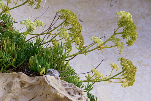 Rock samphire, sea fennel (Crithmum maritimum), Wild succulent plants on the eroded rocks of the shore of Gozo island, Malta