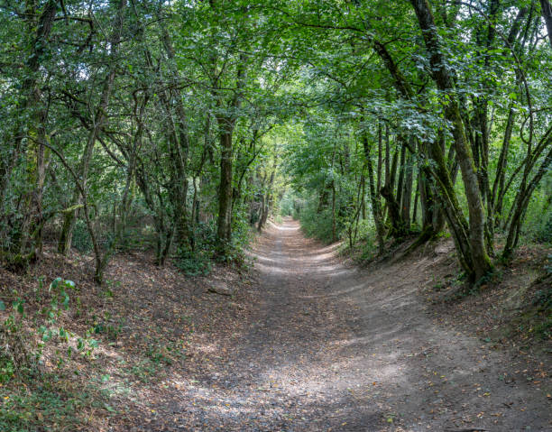 istock Dardilly, France - 08 05 2023: View of a footpath in the forest 1962647253