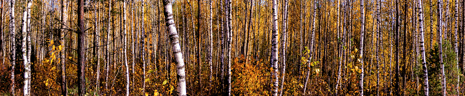 Very long Beautiful panorama of the autumn birch forest. Sunny day in a birch forest, long shadows of trees. Wide panorama of autumn forest landscape on a warm sunny day