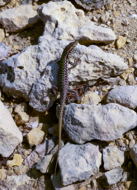 istock The filfola lizard or Maltese wall lizard (Podarcis filfolensis), Gozo, Malta 1962647615