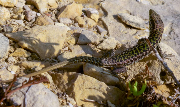istock The filfola lizard or Maltese wall lizard (Podarcis filfolensis), Gozo, Malta 1962647619