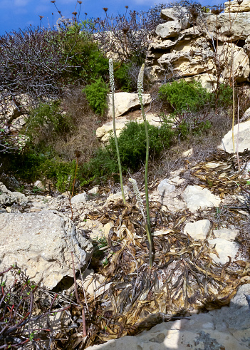 Sea Squill, White Squill (Drimia pancration), bulbous plant on coastal stones and rocks in Gozo island, Malta