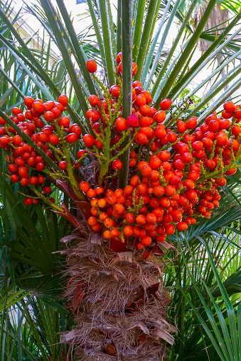 Fruit of Chamaerops humilis, Mediterranean dwarf palm