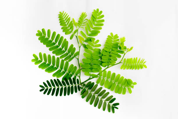 young tamarind leaves, tamarind leaves on white background,