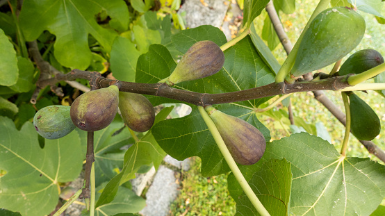 Unripe blue figs on the tree