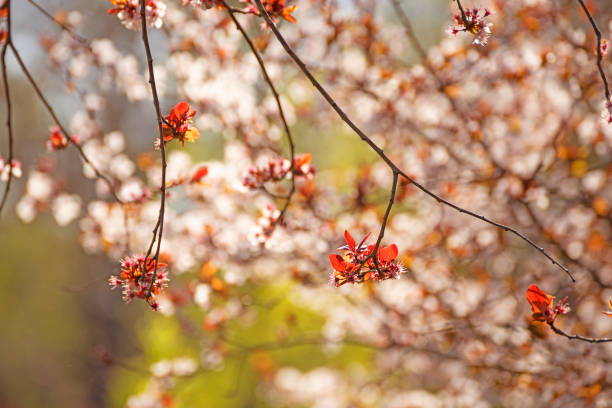 Spring alley of blossom pink cherry trees.