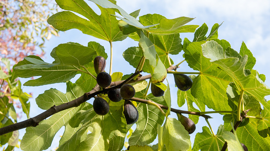 Blue figs on the tree