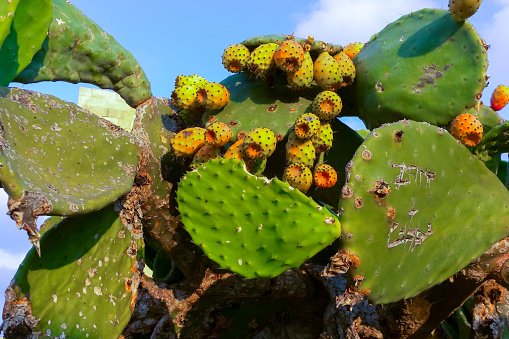 Opuntia ficus-indica, cacti with red edible fruits growing on the island of Gozo among the ancient ruins, Malta