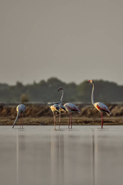 istock Greater Flamingos 1962667171