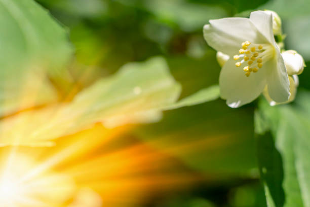 spring flower jasmine on green sunny blurry sunlight background - natural background