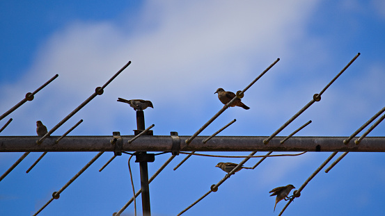 turtledove and sparrows perched side by side on the rods of a television antenna, in the background blue sky with white clouds - POA, SAO PAULO,  BRAZIL.