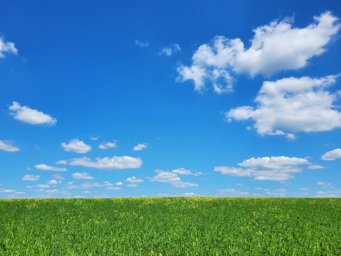 Background with green grass and blue sky with snow-white clouds