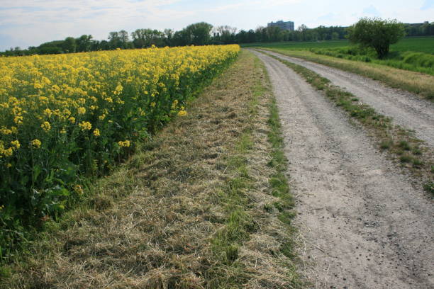 istock Spring trip on a country road 1962696918