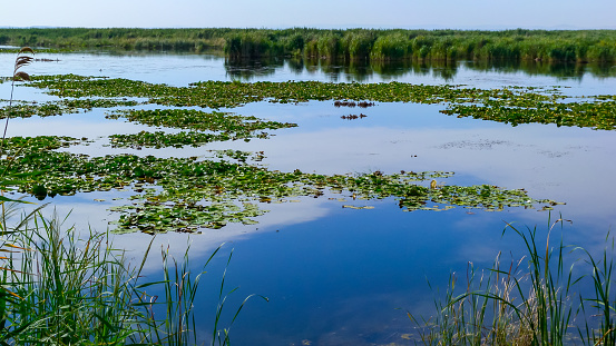 Lake Kugurluy overgrown with aquatic vegetation and white water lily, Ukraine