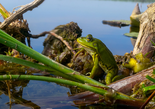 In spring, the distinctive song of the Green Frog resounds in some protected marsh in southern Quebec.