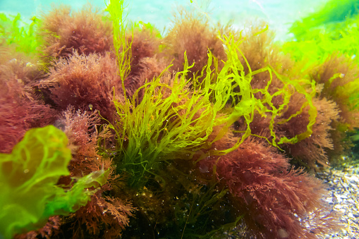 Seagrass - Posidonia oceanica