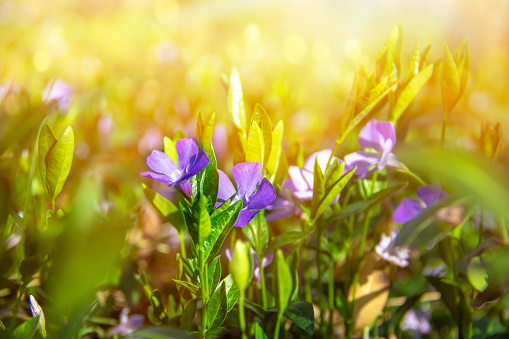 Spring blossom background. Beautiful nature scene with blooming purple flowers in green grass and sun flare. Sunny day. Spring flowers. Beautiful wildflowers. Abstract blurred background. Springtime