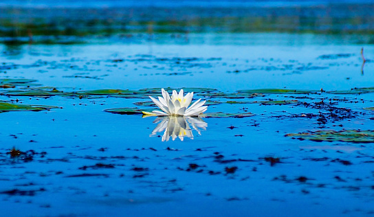 A single white water lily on a calm lake.