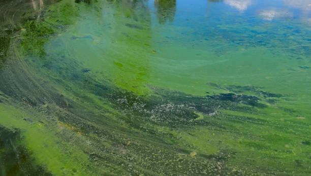 istock Blue-green algae (Microcystis aeruginosa) blooms in Yalpug lake, Ukraine 1962723947
