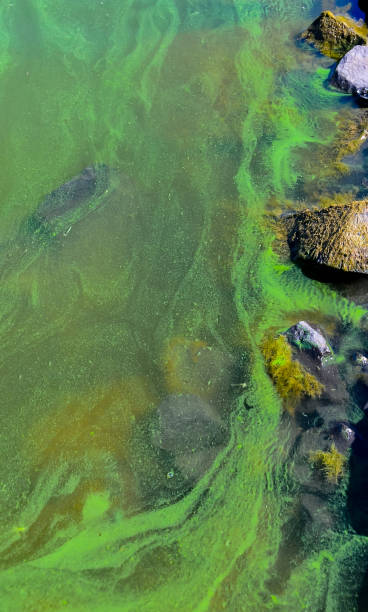 istock Blue-green algae (Microcystis aeruginosa) blooms in Yalpug lake, Ukraine 1962723952