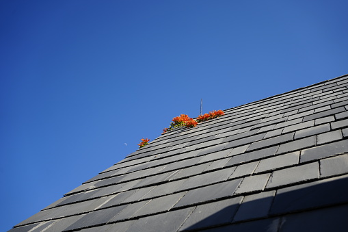 Flowers on the roof