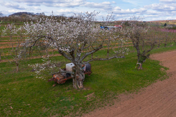 istock Cherry blossom in Rheingau/Germany 1962735991