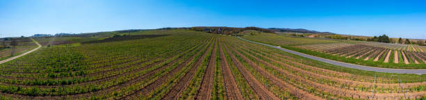 istock Vineyards in the Rheingau/Germany 1962736516