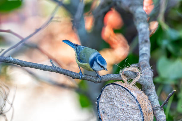 istock Blue Tit (Cyanistes caeruleus) in Father Collins Park, Dublin 13, Ireland 1962756887
