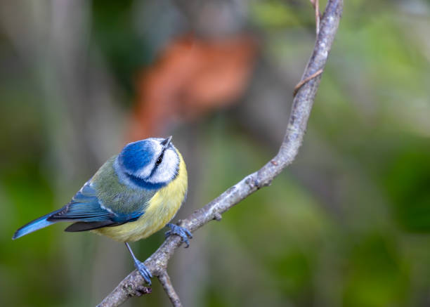istock Blue Tit (Cyanistes caeruleus) in Father Collins Park, Dublin 13, Ireland 1962757394