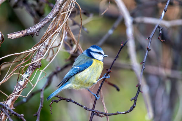 istock Blue Tit (Cyanistes caeruleus) in Father Collins Park, Dublin 13, Ireland 1962757399