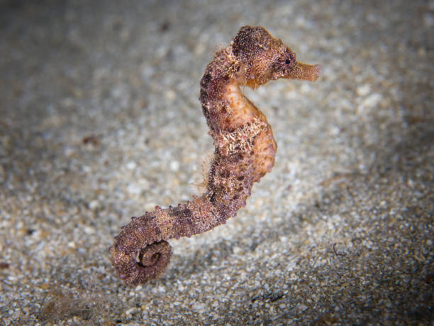 konik morski stojący na dnie morza - mammal hippocampus zdjęcia i obrazy z banku zdjęć
