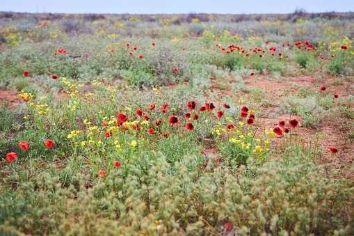 A blooming desert. The month of shooting is May. Bright red poppies