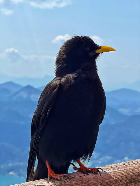 istock A black bird at the background of mountains 1962767847