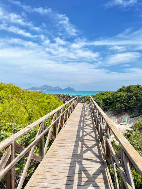 istock Way to the beach through a pine forest along a wooden path in Mallorca 1962769054