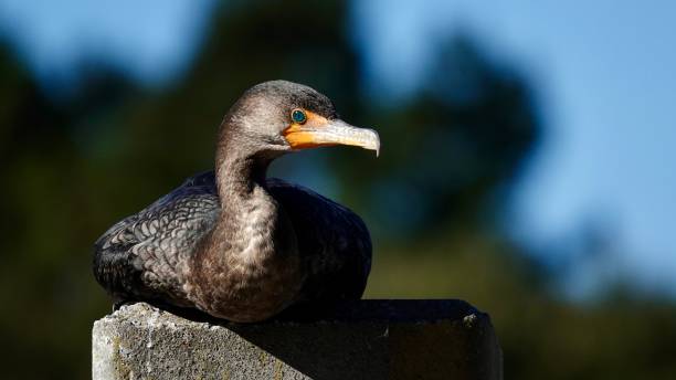 istock Double-crested Cormorant Resting in the Sun 1962774702