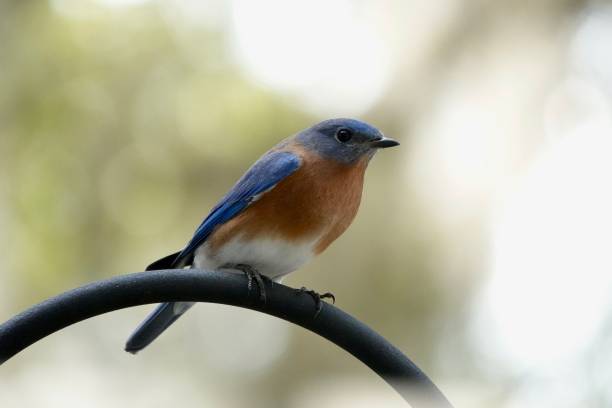 istock Male Eastern Bluebird Portrait 1962774705